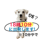 柴犬と白い雑種犬-7（個別スタンプ：11）