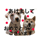 柴犬と白い雑種犬-7（個別スタンプ：30）