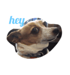 Puppy the Becky（個別スタンプ：4）