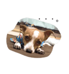 Puppy the Becky（個別スタンプ：5）
