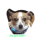Puppy the Becky（個別スタンプ：6）