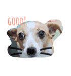 Puppy the Becky（個別スタンプ：8）