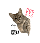 Four Cats' Daily（個別スタンプ：1）