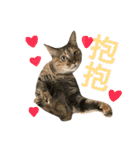 Four Cats' Daily（個別スタンプ：2）