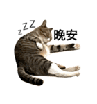 Four Cats' Daily（個別スタンプ：3）