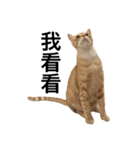 Four Cats' Daily（個別スタンプ：4）