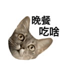 Four Cats' Daily（個別スタンプ：5）