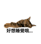 Four Cats' Daily（個別スタンプ：6）