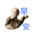 Four Cats' Daily（個別スタンプ：7）