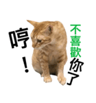 Four Cats' Daily（個別スタンプ：8）