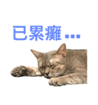 Four Cats' Daily（個別スタンプ：9）