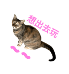 Four Cats' Daily（個別スタンプ：10）