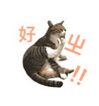 Four Cats' Daily（個別スタンプ：11）