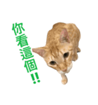 Four Cats' Daily（個別スタンプ：12）
