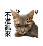 Four Cats' Daily（個別スタンプ：13）