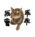 Four Cats' Daily（個別スタンプ：14）