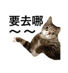 Four Cats' Daily（個別スタンプ：15）