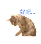 Four Cats' Daily（個別スタンプ：16）