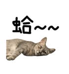 Four Cats' Daily（個別スタンプ：17）