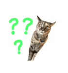 Four Cats' Daily（個別スタンプ：18）
