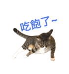 Four Cats' Daily（個別スタンプ：19）