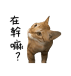 Four Cats' Daily（個別スタンプ：20）