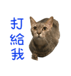 Four Cats' Daily（個別スタンプ：21）
