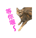 Four Cats' Daily（個別スタンプ：22）