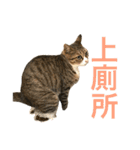 Four Cats' Daily（個別スタンプ：23）