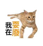 Four Cats' Daily（個別スタンプ：24）