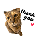 Four Cats' Daily（個別スタンプ：26）