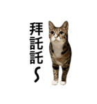 Four Cats' Daily（個別スタンプ：27）