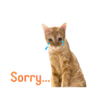 Four Cats' Daily（個別スタンプ：28）
