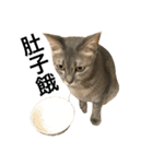 Four Cats' Daily（個別スタンプ：29）