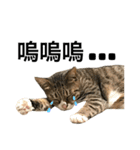 Four Cats' Daily（個別スタンプ：31）