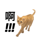 Four Cats' Daily（個別スタンプ：32）