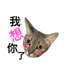 Four Cats' Daily（個別スタンプ：33）