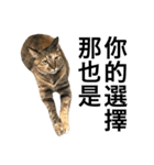 Four Cats' Daily（個別スタンプ：34）