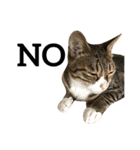 Four Cats' Daily（個別スタンプ：35）