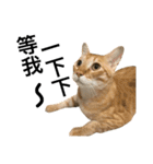 Four Cats' Daily（個別スタンプ：36）