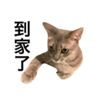 Four Cats' Daily（個別スタンプ：37）