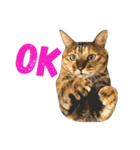 Four Cats' Daily（個別スタンプ：38）