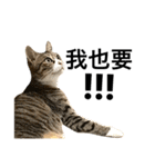 Four Cats' Daily（個別スタンプ：39）