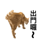 Four Cats' Daily（個別スタンプ：40）