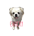 チャッキーけん（個別スタンプ：1）