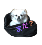 チャッキーけん（個別スタンプ：7）