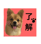さつまくん（個別スタンプ：3）