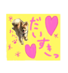 さつまくん（個別スタンプ：4）