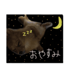 さつまくん（個別スタンプ：5）