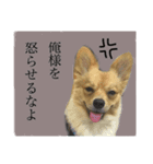 さつまくん（個別スタンプ：6）